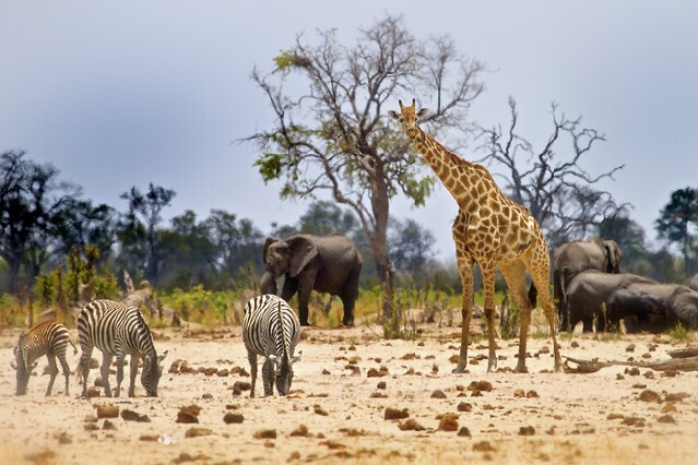 African Scene from Camp with Zebra, Giraffe and elephant